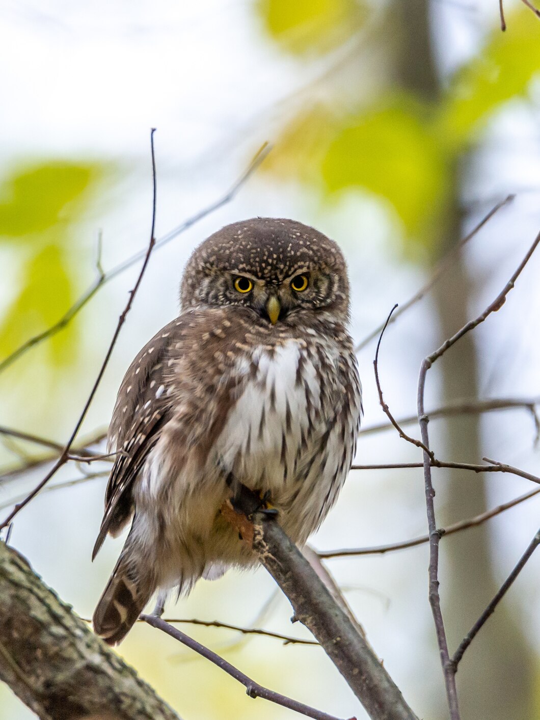 closeup-shot-great-grey-owl-perched-tree-branch_181624-26036.jpg