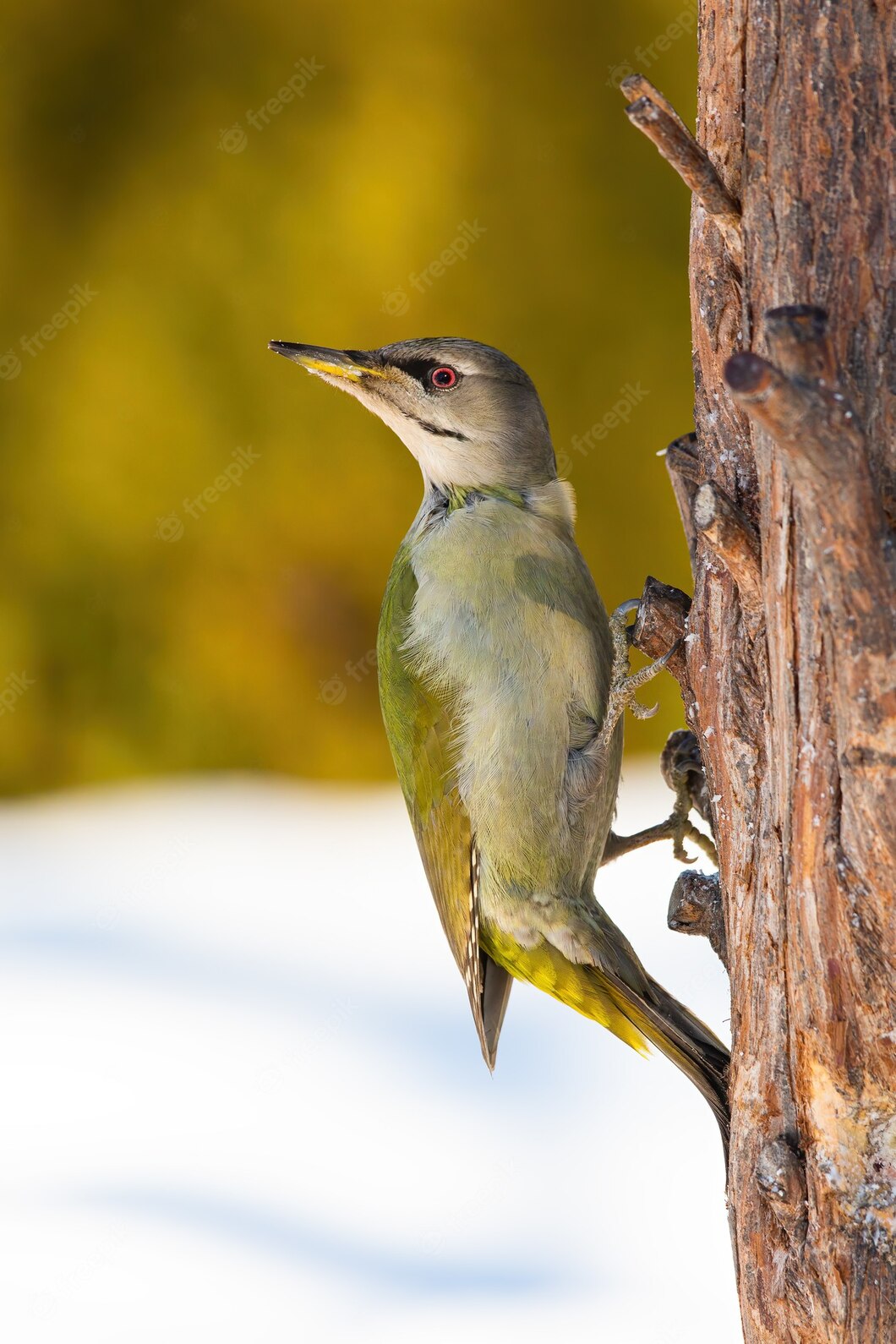 adult-greyheaded-woodpecker-perched-tree-winter_158217-3067.jpg