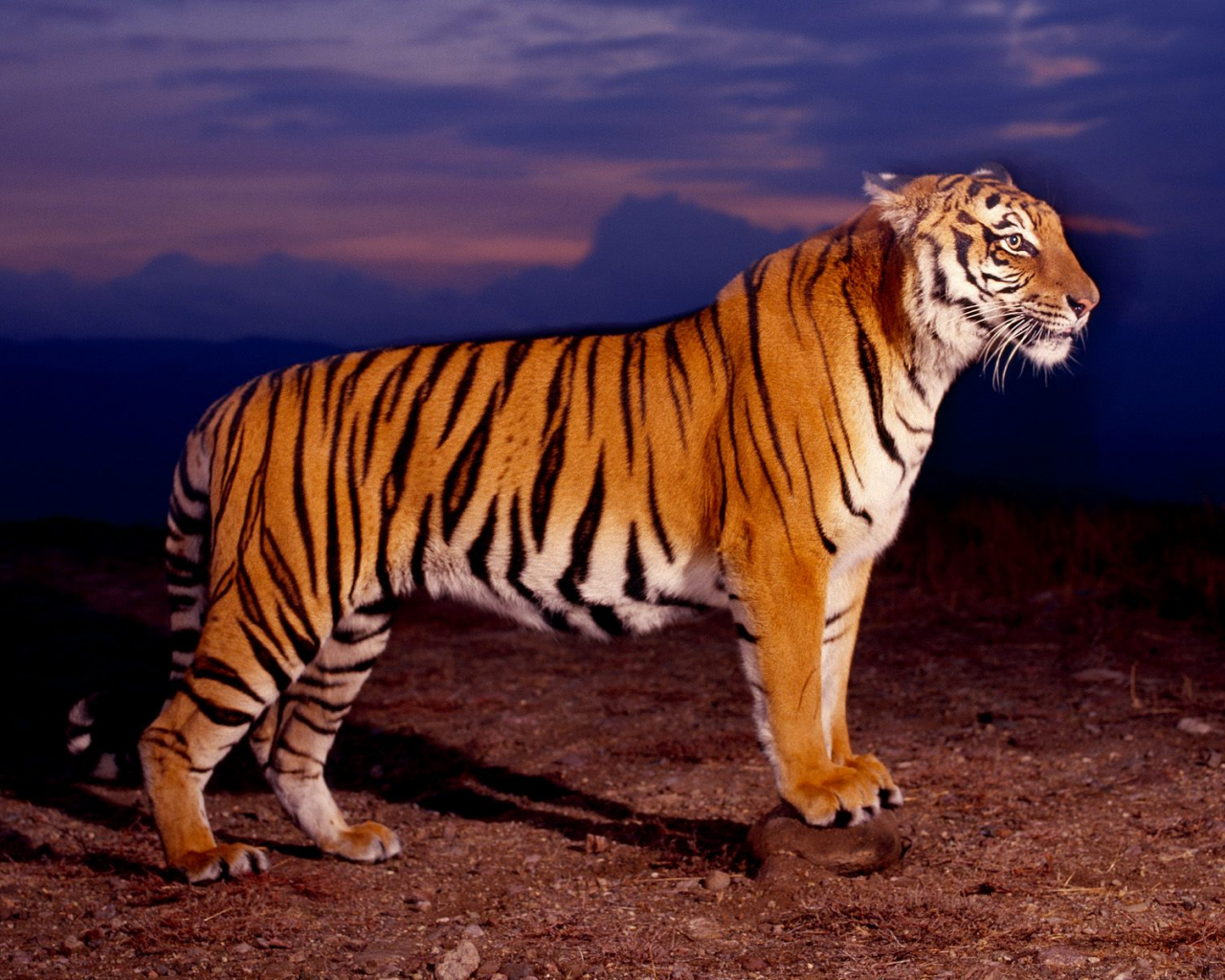 desktop-1280x1024.jpg