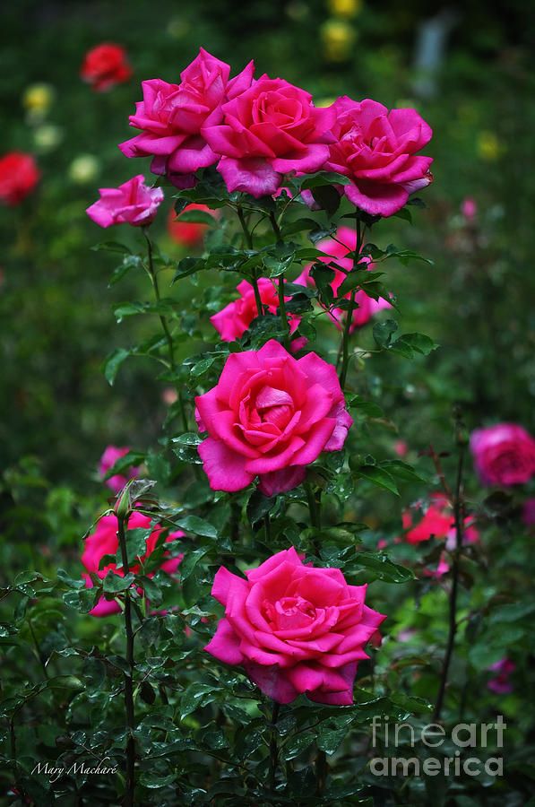 Roses in the Garden by Mary Machare.jpeg