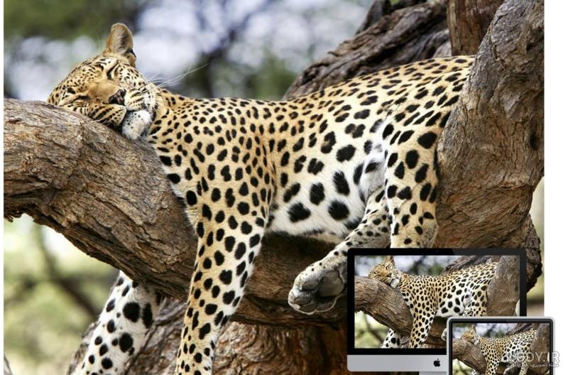 nody-تصویر-زمینه-حیوانات-وحشی-برای-کامپیوتر-1627013122.jpg